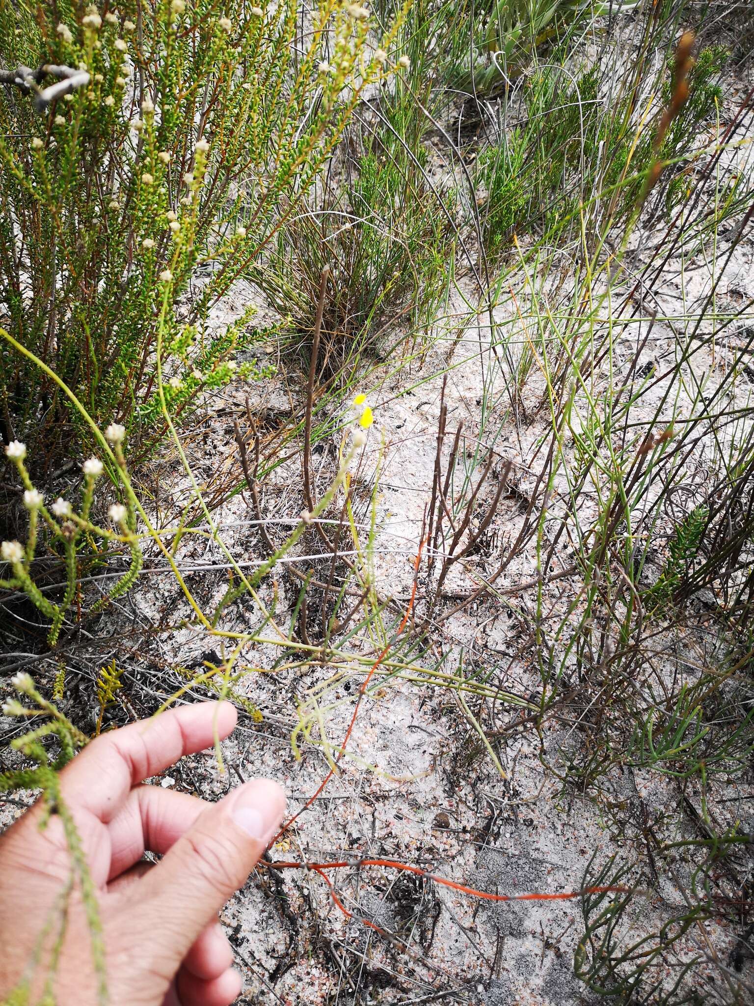 Image of Lebeckia contaminata (L.) Thunb.