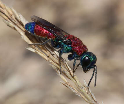 Image of <i>Chrysis cylindrica</i> Eversmann 1857