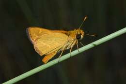 Image of Taractrocera papyria agraulia Hewitson 1868