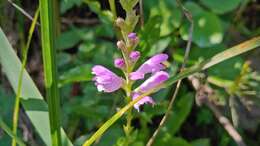 Image of Physostegia virginiana var. speciosa (Sweet) A. Gray