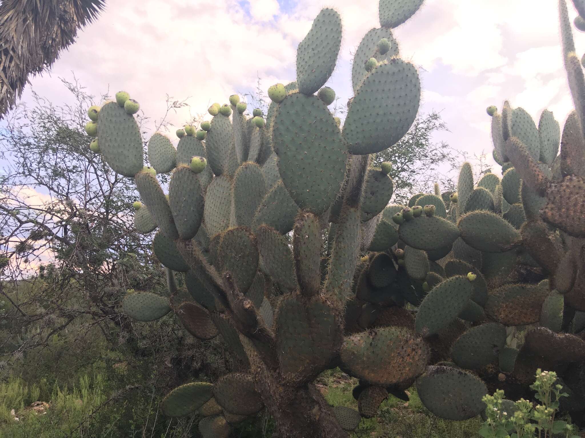 Image of Arborescent Pricklypear