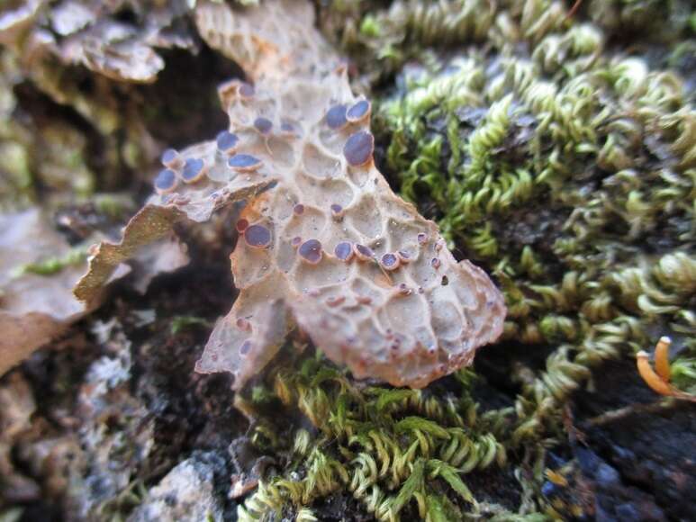 صورة Lobaria anthraspis