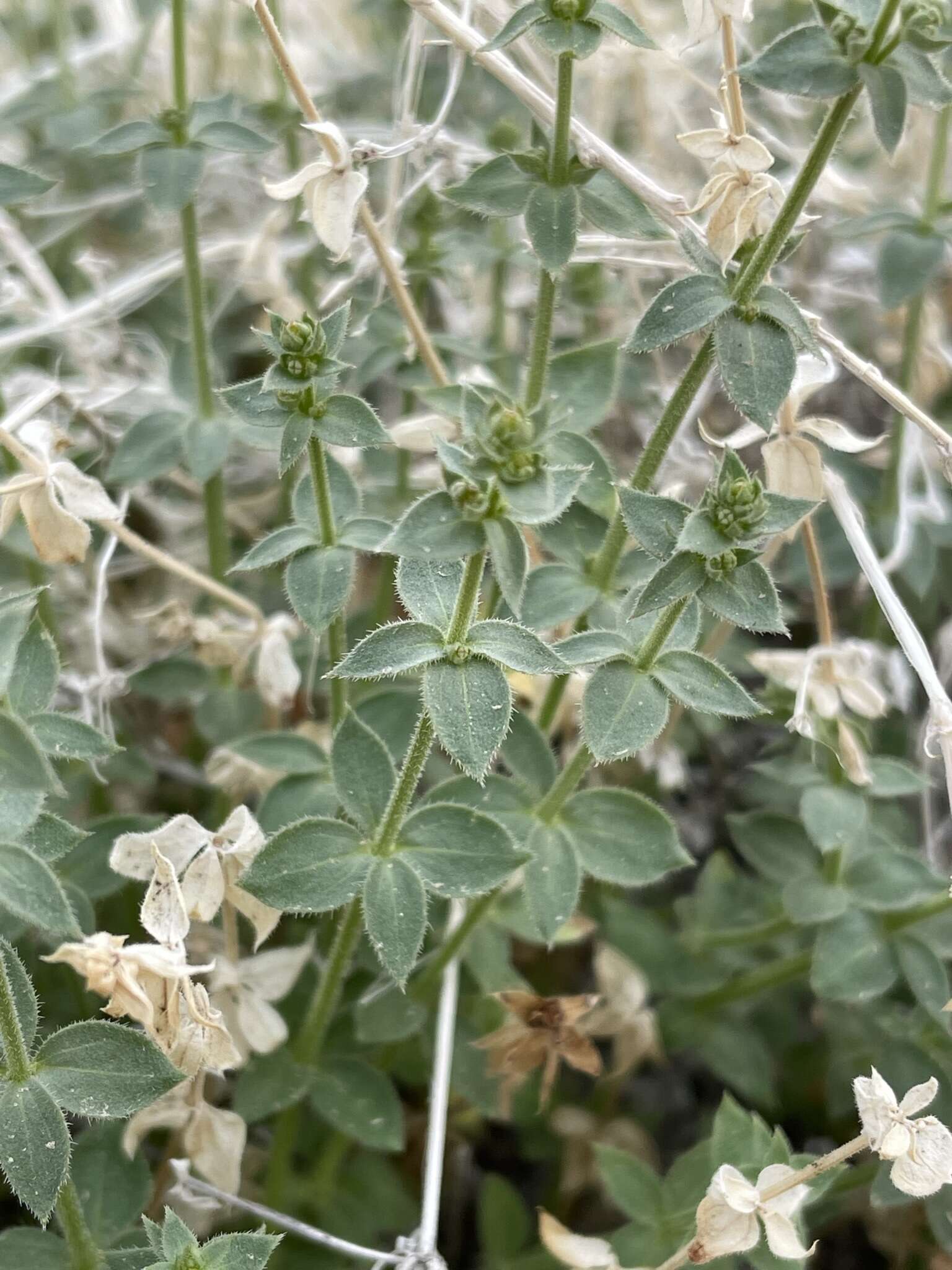 Imagem de Galium multiflorum Kellogg