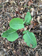 Plancia ëd Brassica oleracea L.