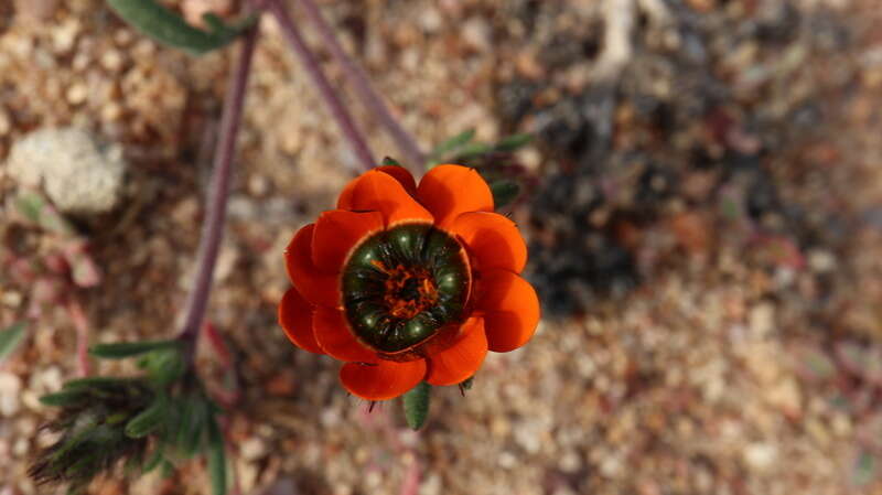 Image of Gorteria diffusa subsp. calendulacea (DC.) Roessler