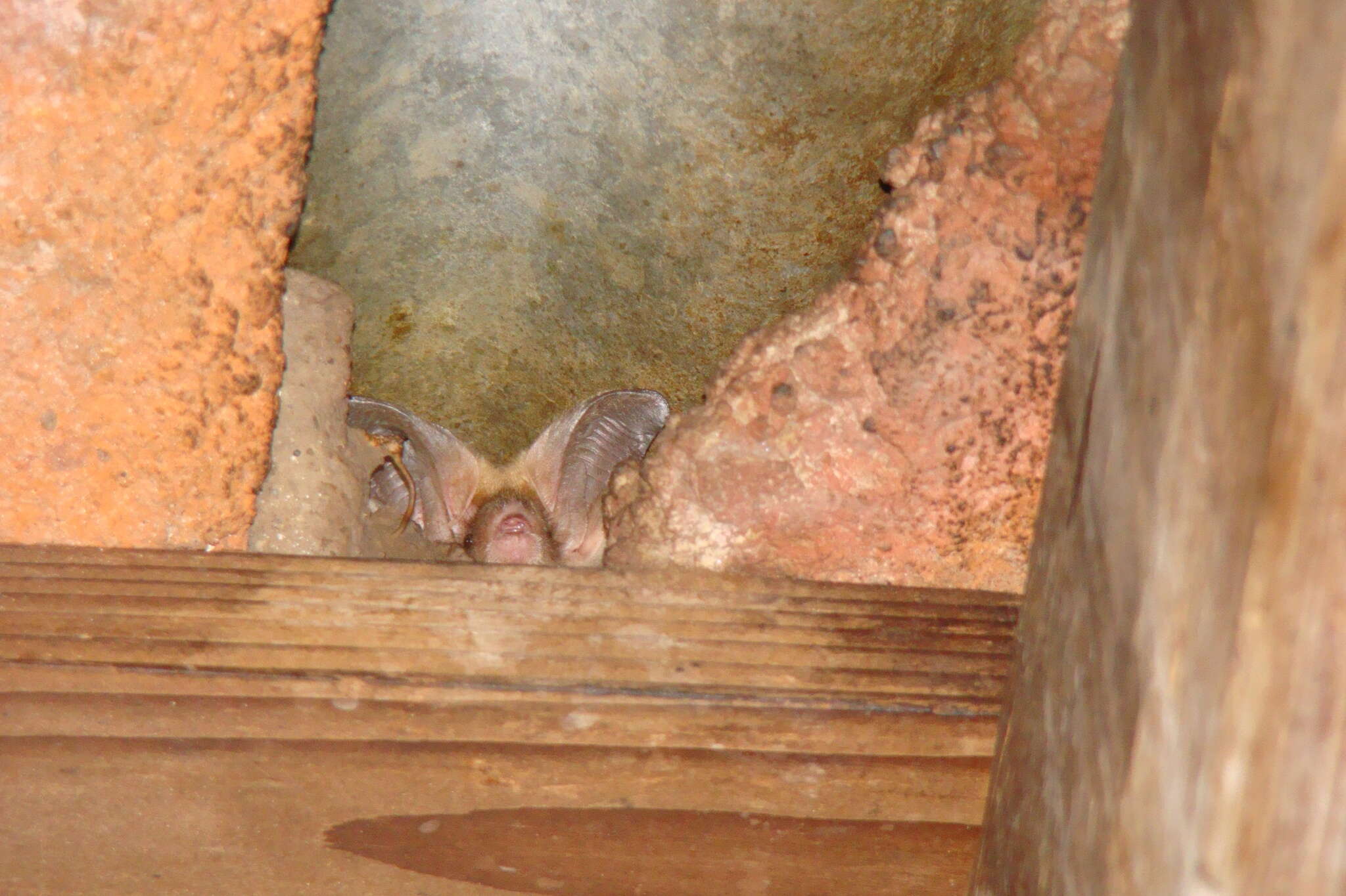 Image of Big-eared Brown Bats