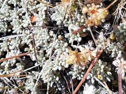 Image of Ruby Mountain buckwheat