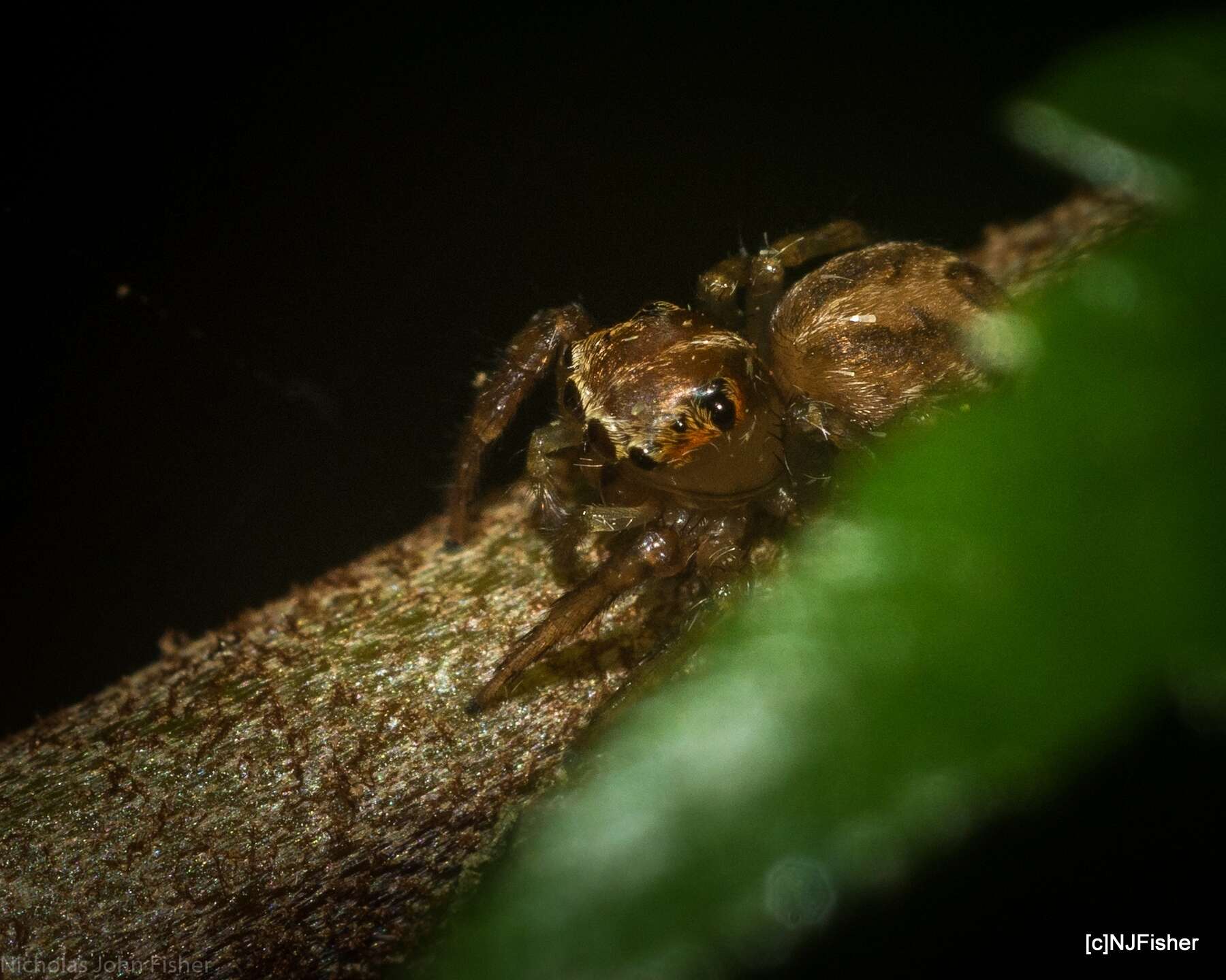 Prostheclina pallida Keyserling 1882 resmi