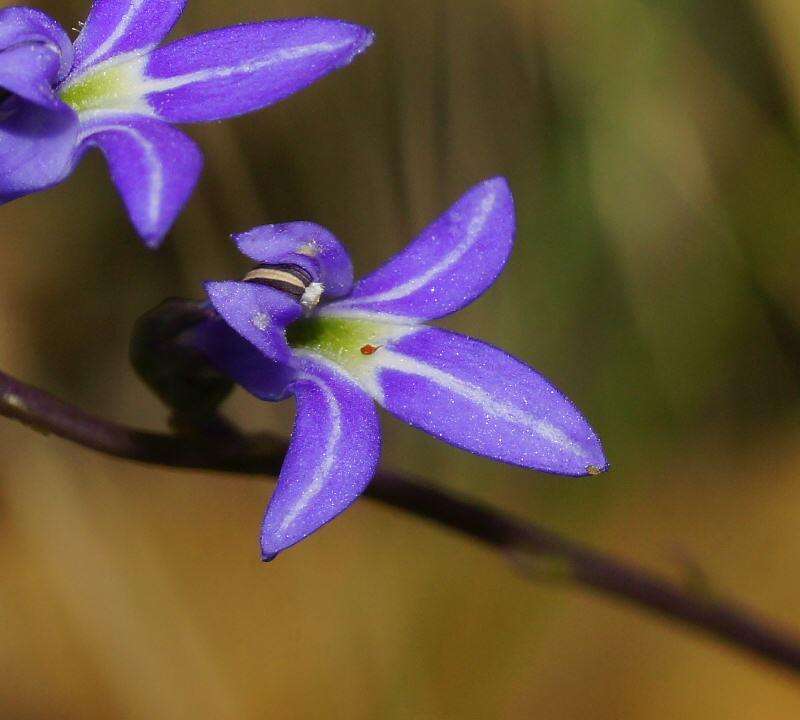 Image of Lobelia gibbosa Labill.