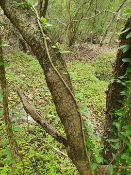 Image of swamp-redwood