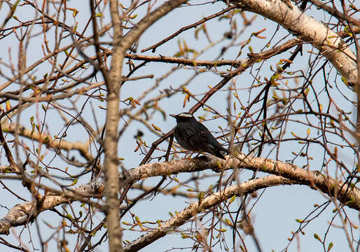 Image of Siberian Thrush