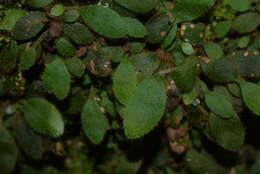 Image of <i>Elaphoglossum <i>spatulatum</i></i> var. spatulatum