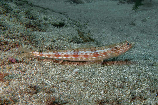 Image of Ear-spot lizardfish