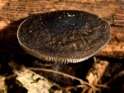 Image of Pluteus velutinornatus G. Stev. 1962