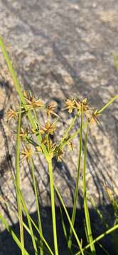 Image of Dentate umbrella sedge