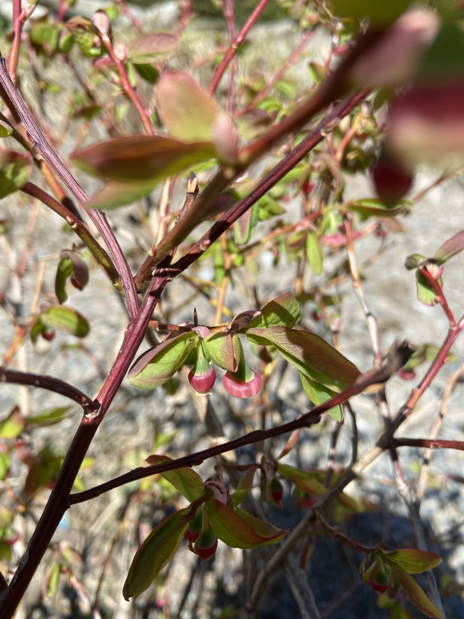 Image de Vaccinium alaskaense Howell