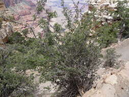 Image of Utah serviceberry