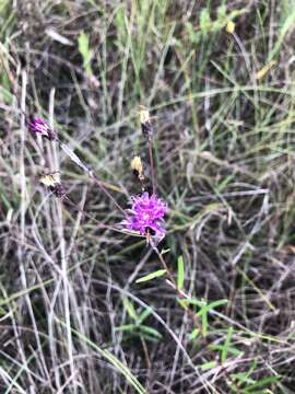 صورة Vernonia blodgettii Small