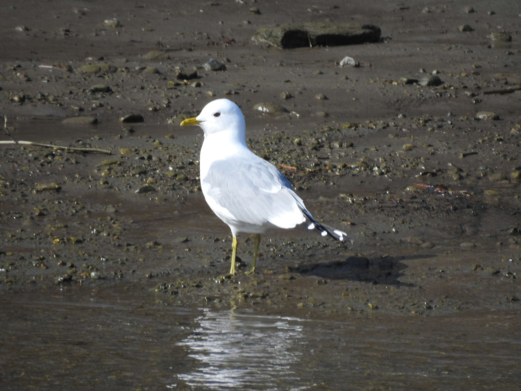 Image of common gull