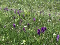 Image of Dactylorhiza cordigera (Fr.) Soó