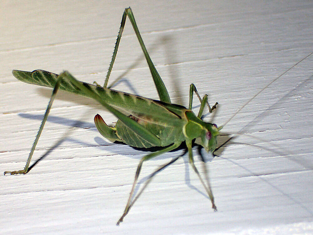 Image of Elegant Bush Katydid