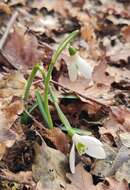 Image of Galanthus reginae-olgae Orph.