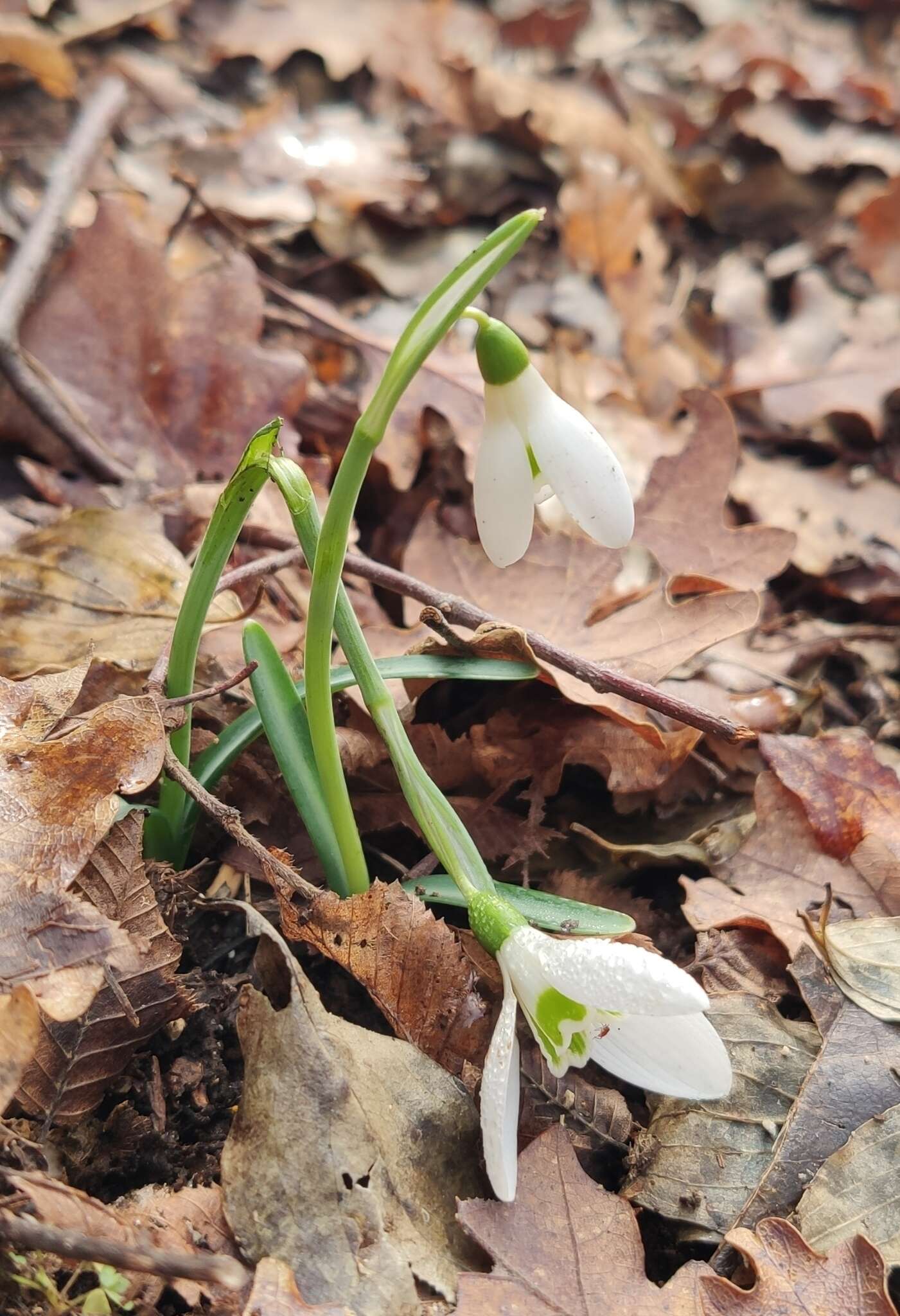 Image of Galanthus reginae-olgae Orph.