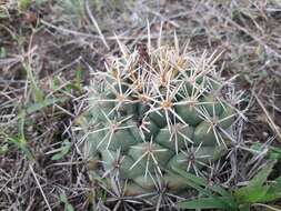 Image of Coryphantha ottonis (Pfeiff.) Lem.