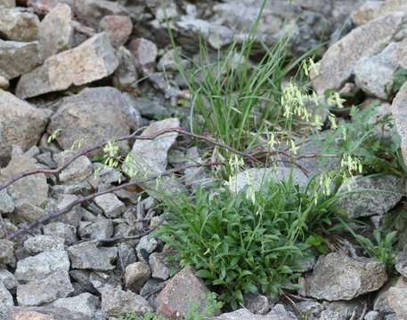 Image of Silene saxatilis Sims