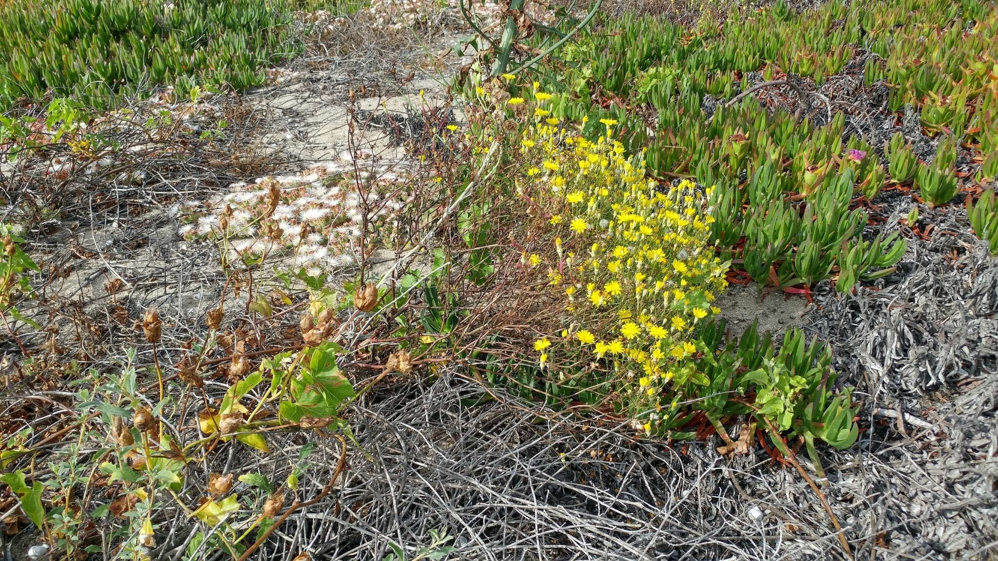 Image of leafy desertdandelion