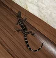 Image of Khasi Hills bent-toed Gecko
