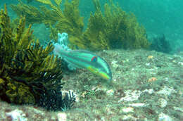 Image of Wounded wrasse