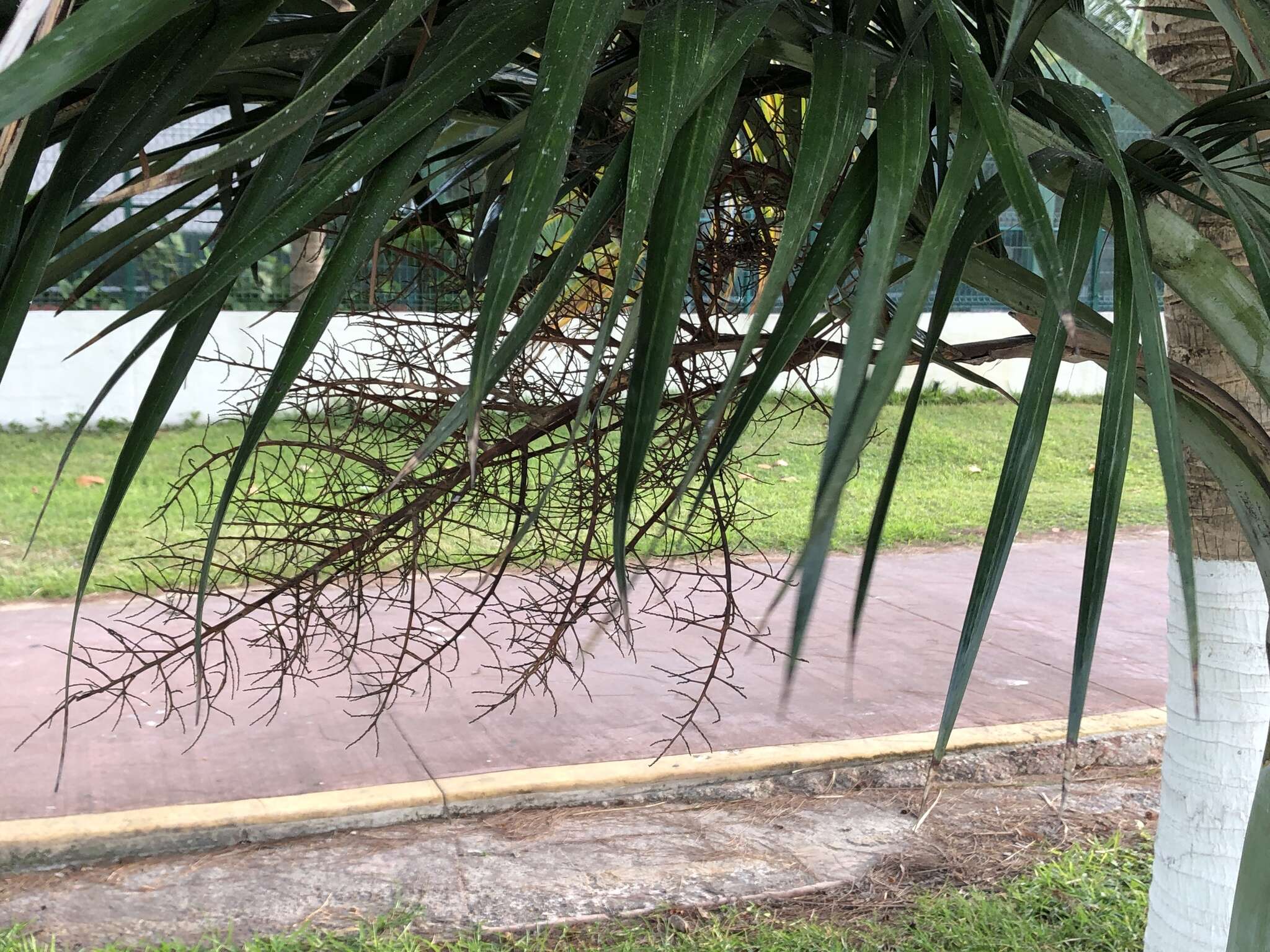 Image of Florida cherry palm