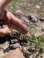 Image of rock onion