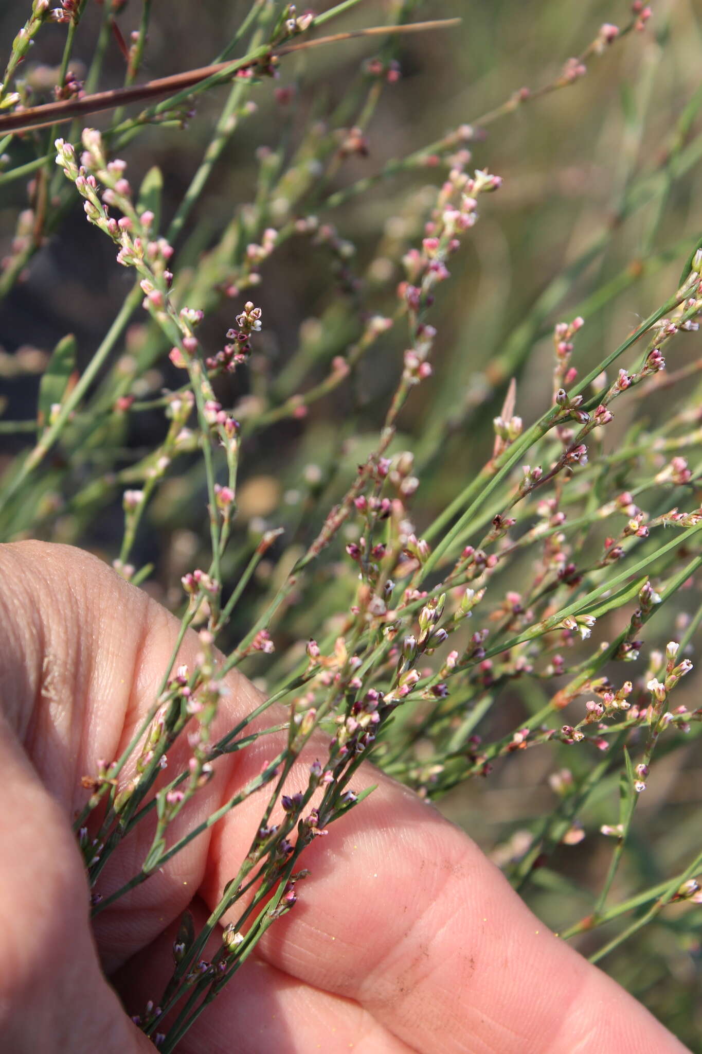 Image of Polygonum argyrocoleum Steud. ex G. Kunze