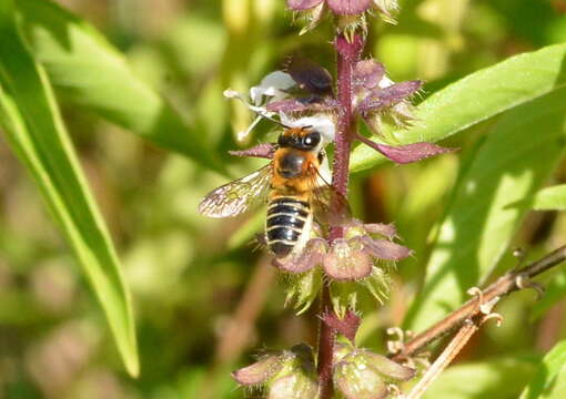 Image of Megachile laticeps Smith 1853