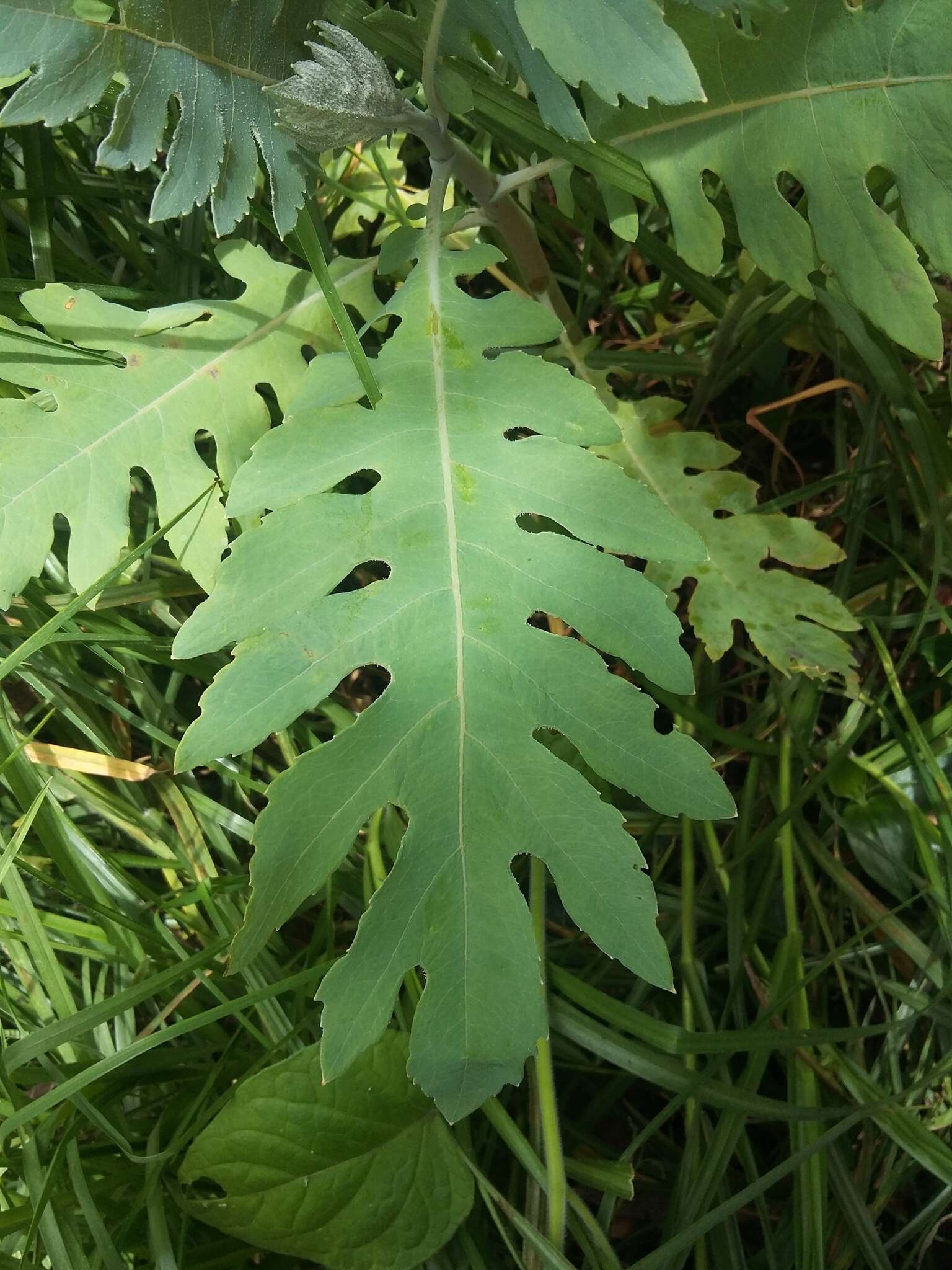 Image of parrotweed