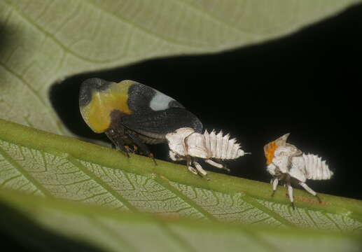 Image of Phyllotropis cingulata Germar