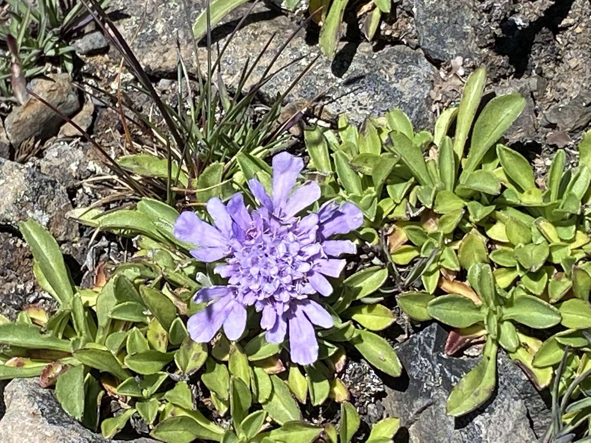 Image de Scabiosa lacerifolia Hayata