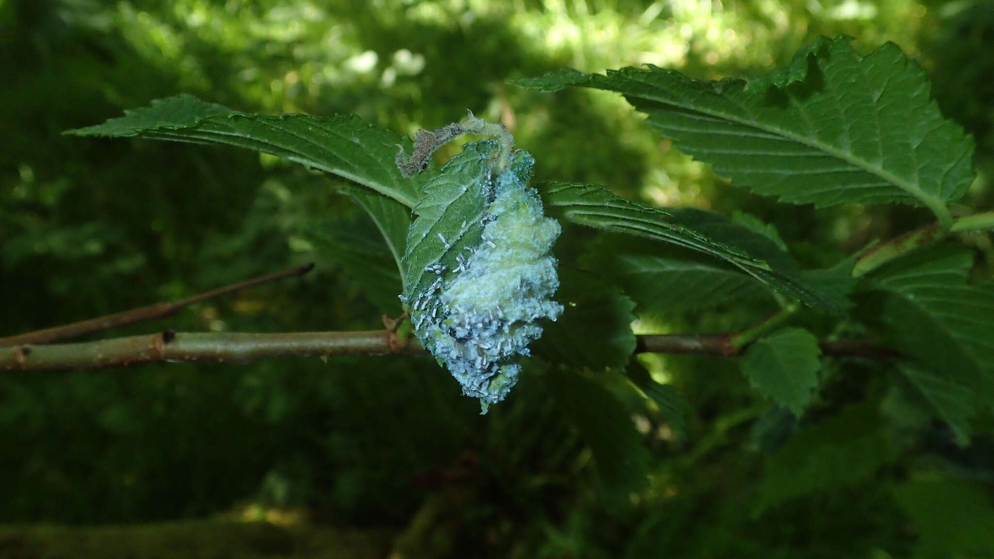 Image of Woolly aphids