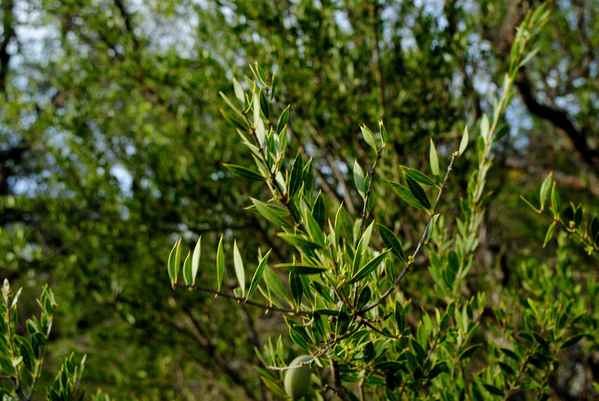 صورة Aspidosperma quebracho-blanco Schltdl.