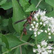 Image of Potter wasp