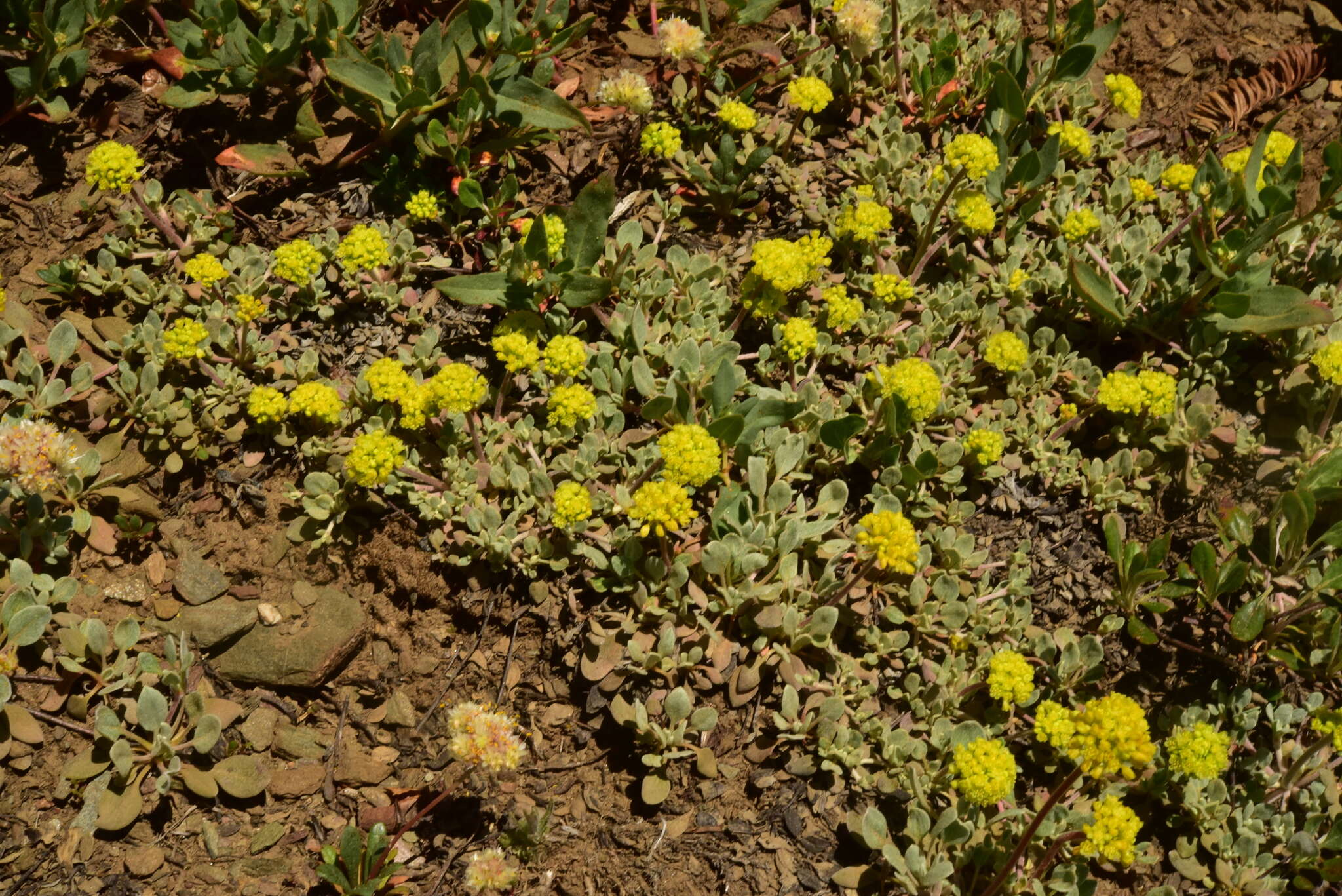 Image of Jaynes Canyon buckwheat