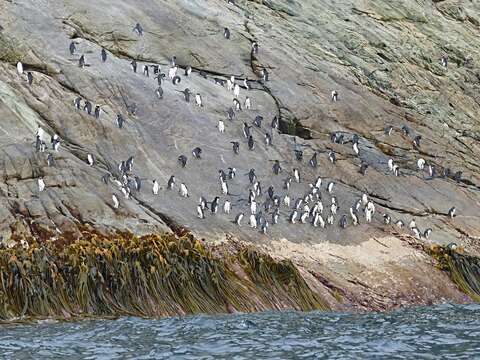 Image of Snares Crested Penguin