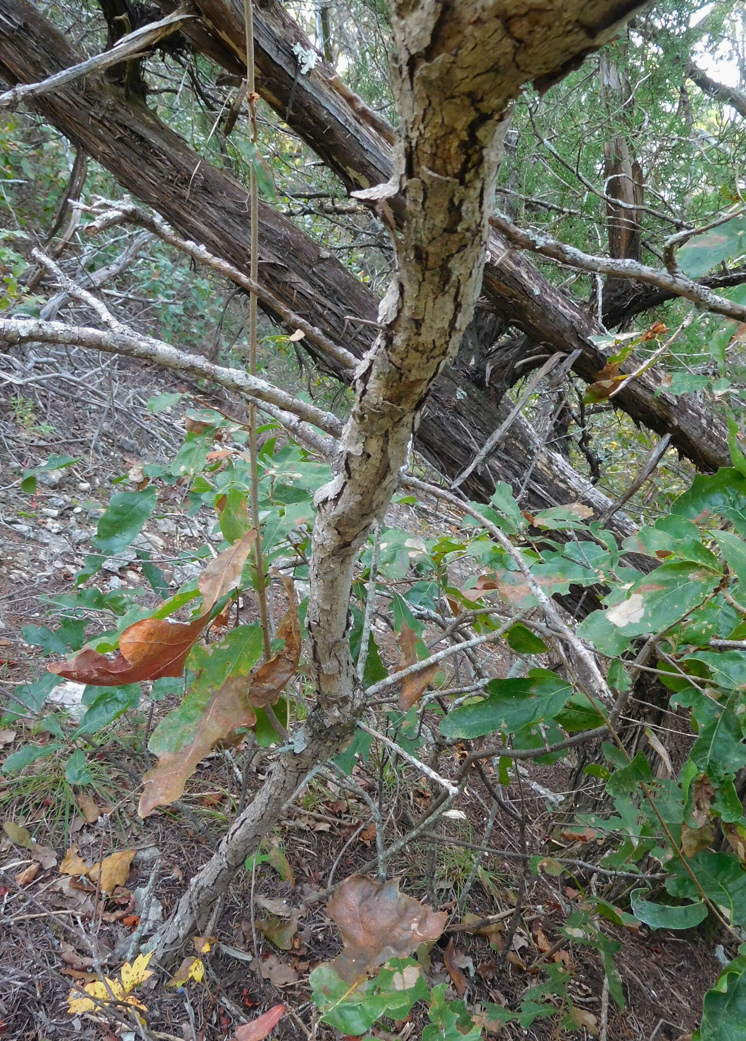 Image of bastard oak