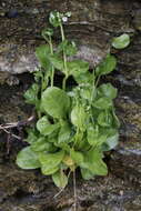 Image of seaside brookweed