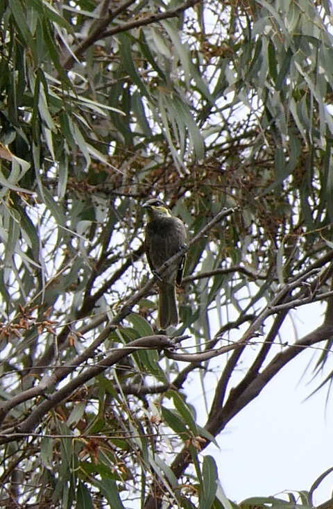 Image of Mangrove Honeyeater