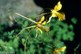 Image of longspur columbine