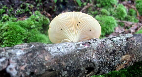 Image of Neofavolus suavissimus (Fr.) J. S. Seelan, Justo & Hibbett 2016