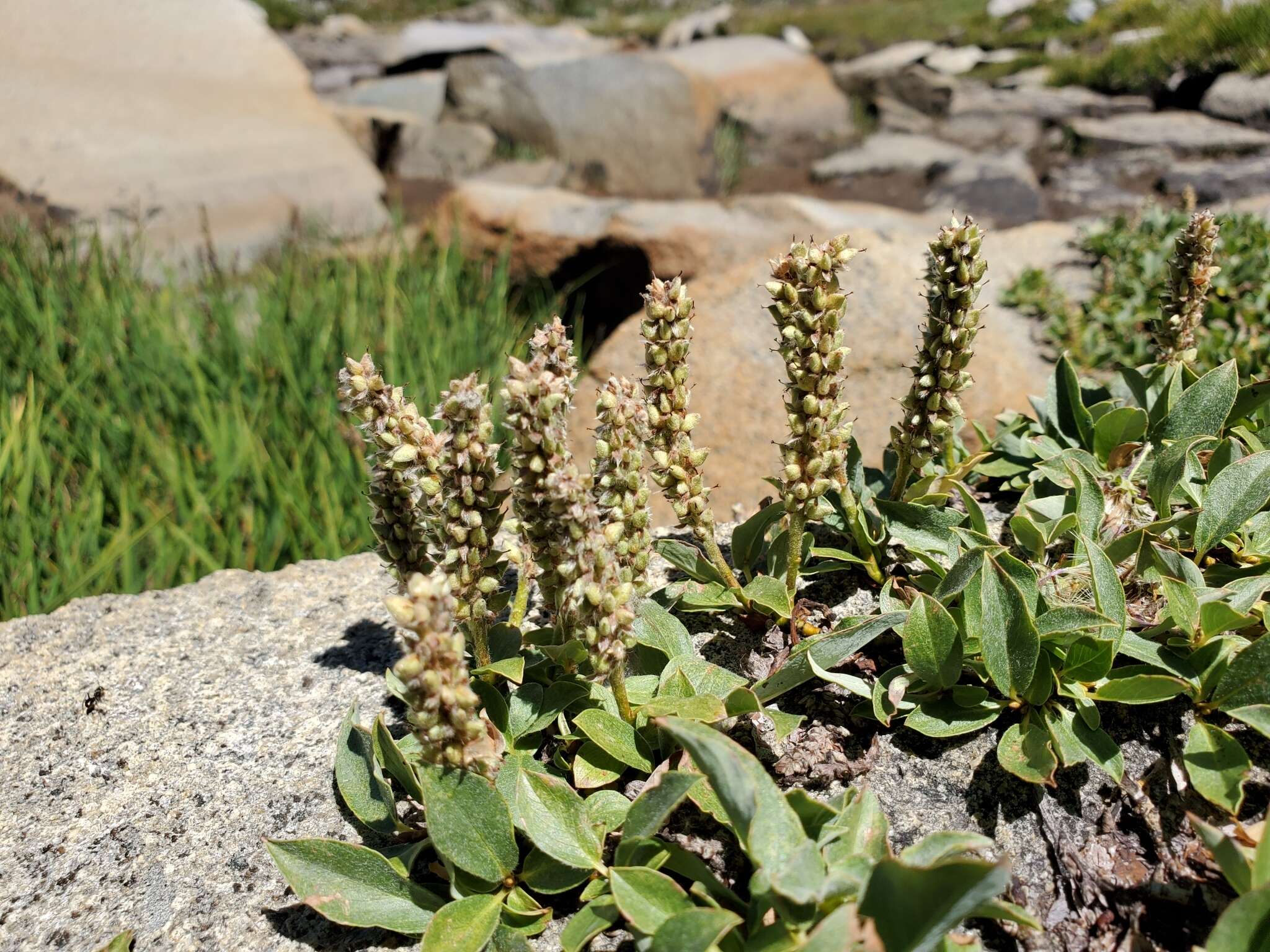 Salix petrophila Rydb. resmi